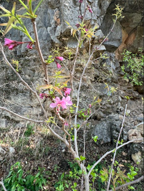 Photos taken at Sculpture Falls Trail, 2 Examples of NON-MEXICAN BUCKEYE (red buckeye) *for reference* and 1 example of a Mexican Buckeye in flower. March 8, 2024